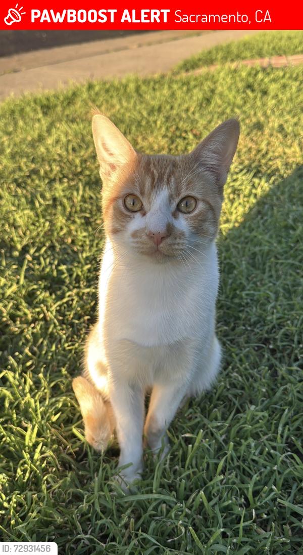 Lost Male Cat last seen 42nd ave , Sacramento, CA 95824