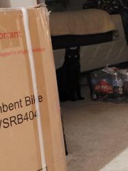 Reunited Female Cat last seen Guernville Rd, Santa Rosa, CA 95401
