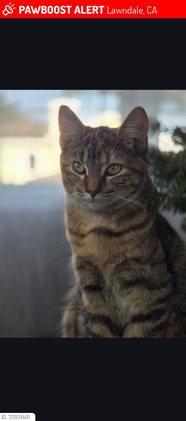 Lost Female Cat last seen 162nd Street, between Osage and Prairie Ave. , Lawndale, CA 90260