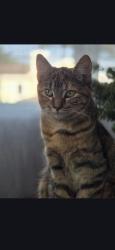 Lost Female Cat last seen 162nd Street, between Osage and Prairie Ave. , Lawndale, CA 90260