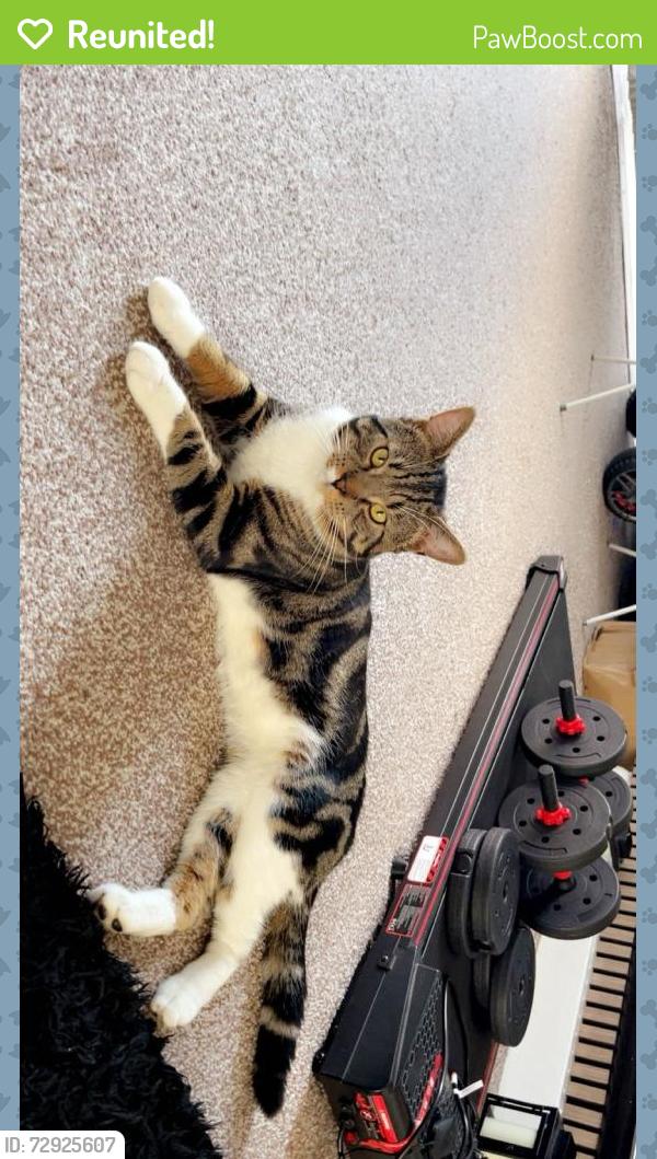 Reunited Male Cat last seen LE2 8FN , , England LE2
