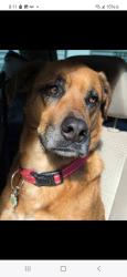Reunited Female Dog last seen Ross road, Chilliwack, BC 