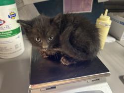 Shelter Stray Female Cat last seen Near N Colorado Street, SALT LAKE CITY, UT, 84103, Taylorsville, UT 84123
