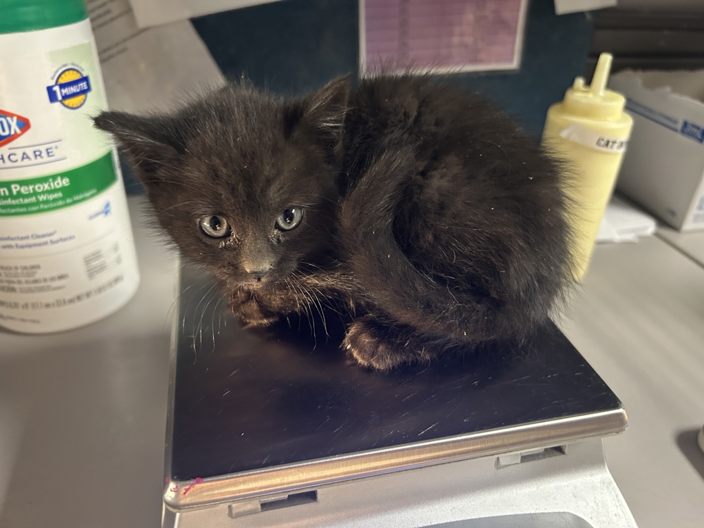 Shelter Stray Female Cat last seen Near N Colorado Street, SALT LAKE CITY, UT, 84103, 511 W 3900 S, Salt Lake City, UT 84123, USA