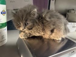 Shelter Stray Male Cat last seen Near N Colorado Street, SALT LAKE CITY, UT, 84103, Taylorsville, UT 84123