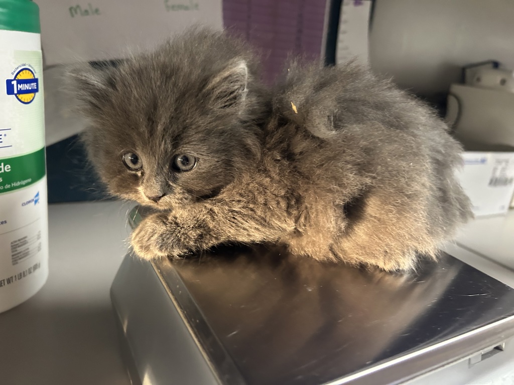 Shelter Stray Male Cat last seen Near N Colorado Street, SALT LAKE CITY, UT, 84103, 511 W 3900 S, Salt Lake City, UT 84123, USA