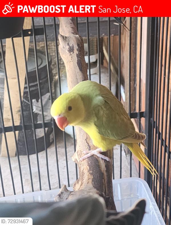 Lost Unknown Bird last seen Rigoletto, San Jose, CA 95122