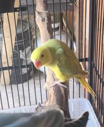 Lost Unknown Bird last seen Rigoletto , San Jose, CA 95122