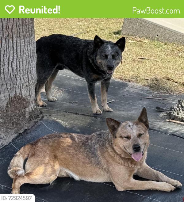 Reunited Male Dog last seen Chaffee Rd N, Jacksonville, FL 32220, USA, Jacksonville, FL 32220