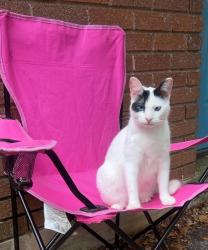 Reunited Male Cat last seen Oak dr, Huisache, Circle Way, Lake Jackson, TX 77566