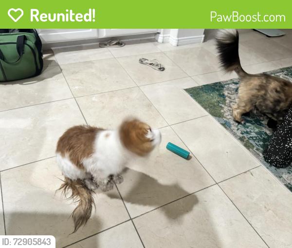 Reunited Male Cat last seen Red Rock Country Club Golf Course, Arroyo Golf Course, Red Rock Country Club East Gate, Summerlin South, NV 89135