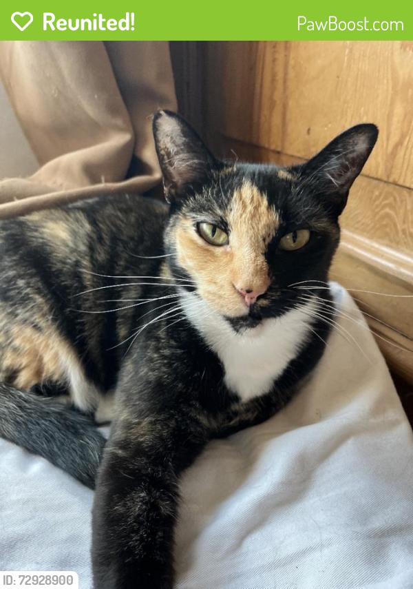 Reunited Female Cat last seen Carroll and Valencia, Glendora, CA 91741