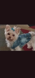 Lost Female Dog last seen Ella kurkendayl , Houston, TX 77014