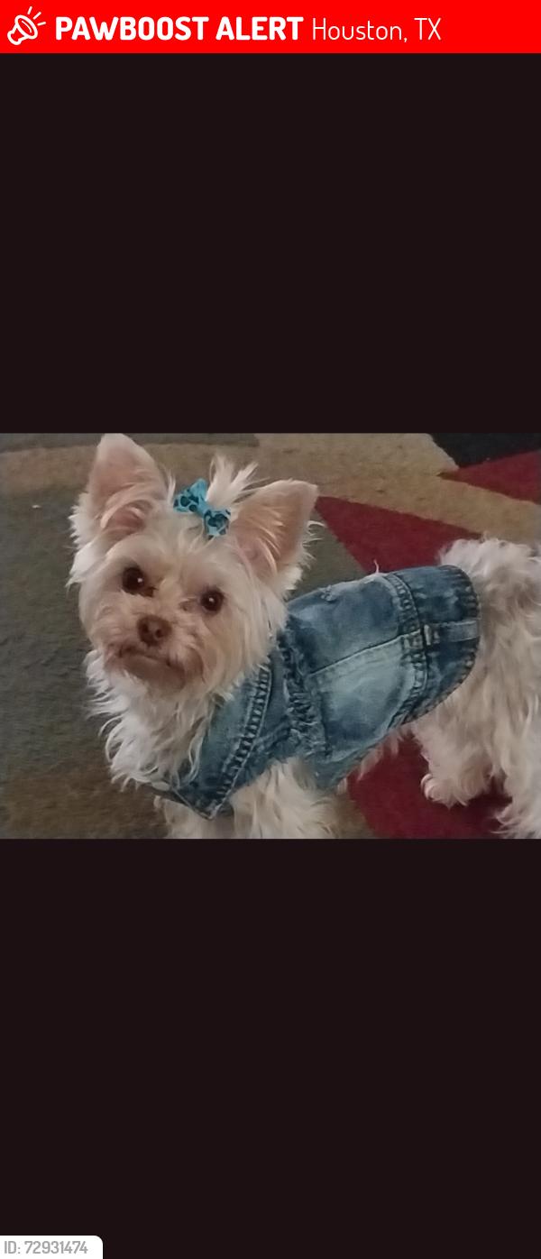 Lost Female Dog last seen Ella kurkendayl , Houston, TX 77014