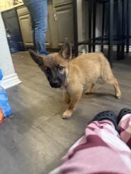 Lost Female Dog last seen Lakeside Forest apmts, Houston, TX 77042