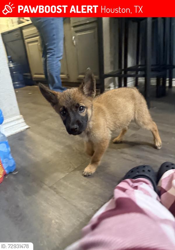 Lost Female Dog last seen Lakeside Forest apmts, Houston, TX 77042