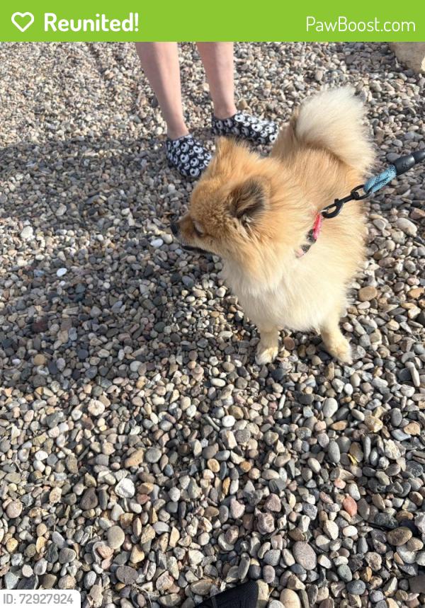 Reunited Male Dog last seen Arenal rd SW and Rayo del Sol Dr SW, Albuquerque, NM 87105