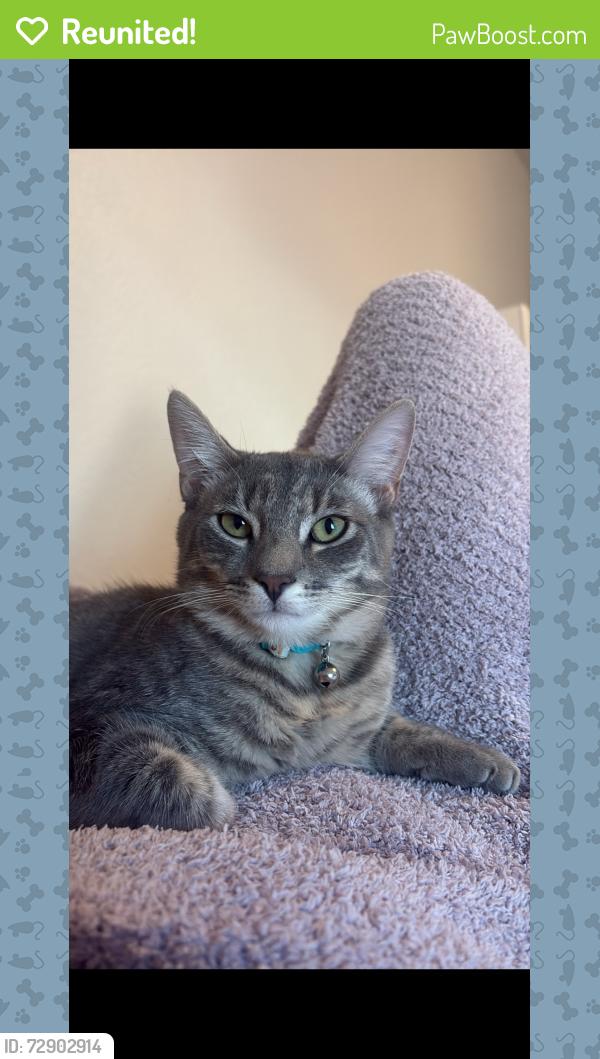 Reunited Male Cat last seen Ball and East , Anaheim, CA 92805