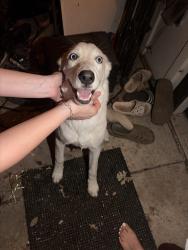 Found/Stray Male Dog last seen Ranchero, Cedar Hill, TX 75104