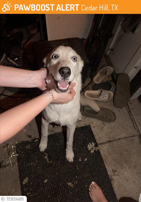 Found/Stray Male Dog last seen Ranchero, Cedar Hill, TX 75104