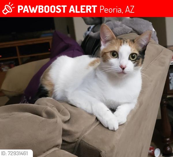 Lost Female Cat last seen 87th avenue and beardsely , Peoria, AZ 85382