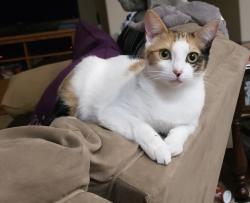 Lost Female Cat last seen 87th avenue and beardsely , Peoria, AZ 85382