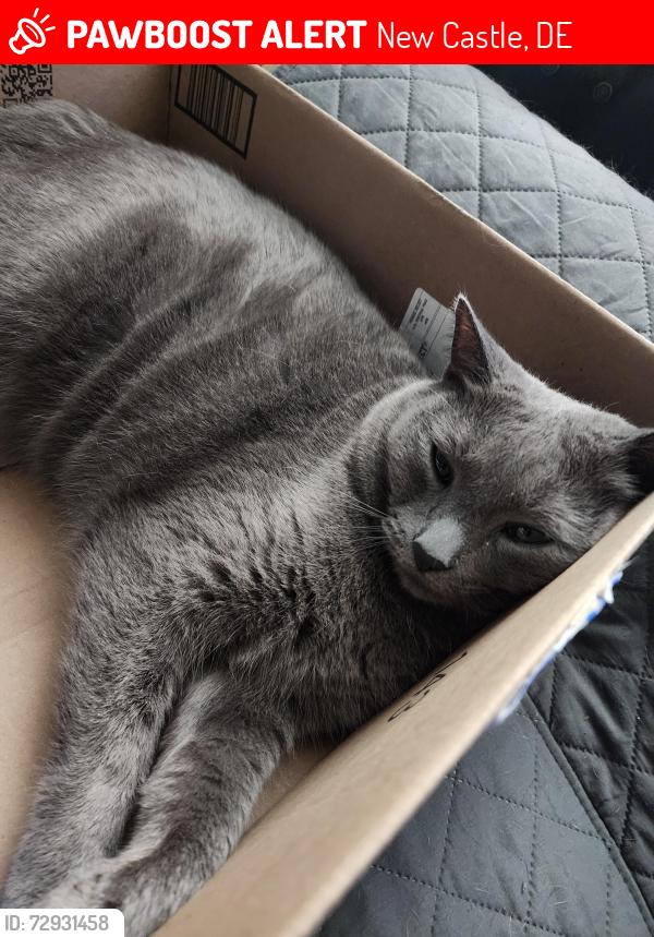 Lost Male Cat last seen Route 9 - River Rd & Tiger Ave / Riveredge ests, New Castle, DE 19720