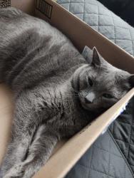 Lost Male Cat last seen Route 9 - River Rd & Tiger Ave / Riveredge ests, New Castle, DE 19720
