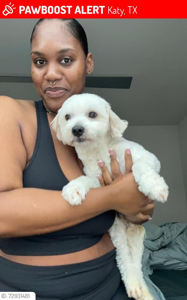 Lost Male Dog last seen Peek, 529, Katy, TX 77493