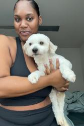Lost Male Dog last seen Peek, 529, Katy, TX 77493
