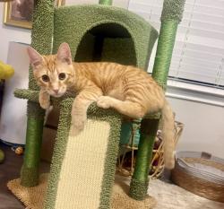 Reunited Male Cat last seen Near Bear Creek Pkwy, Euless, TX 76039, USA, Euless, TX 76039
