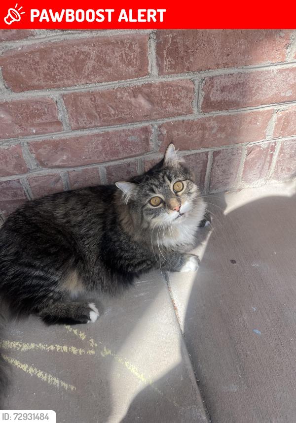 Lost Male Cat last seen Commodore Lane , Saratoga Springs, UT 84043