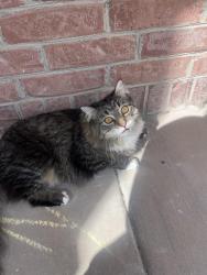 Lost Male Cat last seen Commodore Lane , Saratoga Springs, UT 84043