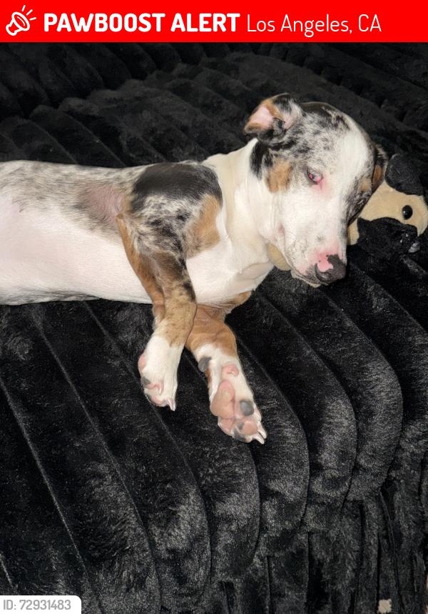 Lost Male Dog last seen 94th st and hooper ave, Los Angeles, CA 90002