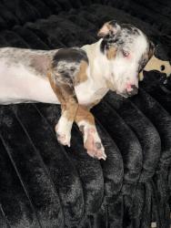 Lost Male Dog last seen 94th st and hooper ave, Los Angeles, CA 90002