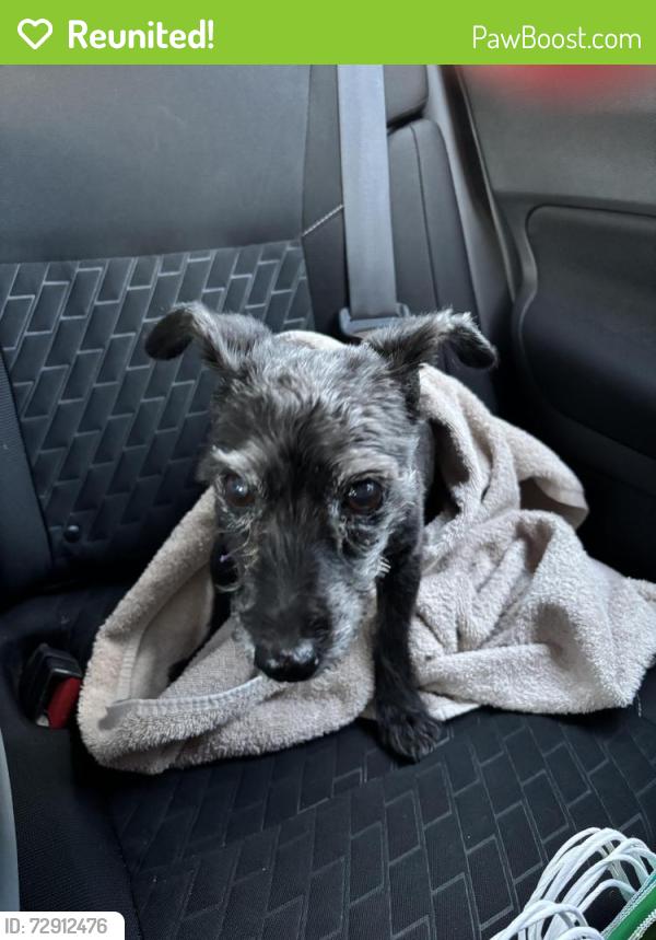 Reunited Female Dog last seen Mcfall and sunburst , El Paso, TX 79925