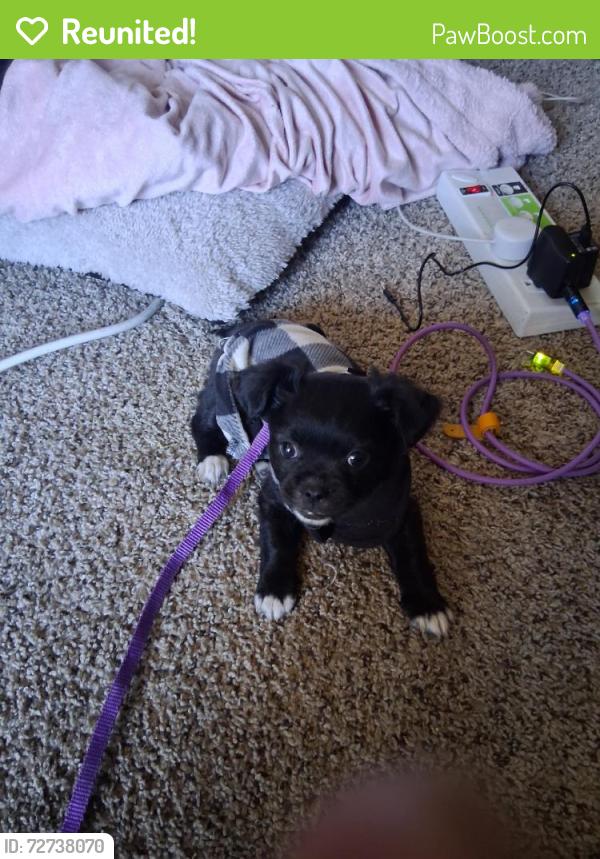 Reunited Female Dog last seen Railroad tracks 37th Street and Washington Phoenix Arizona 85008, Phoenix, AZ 85008