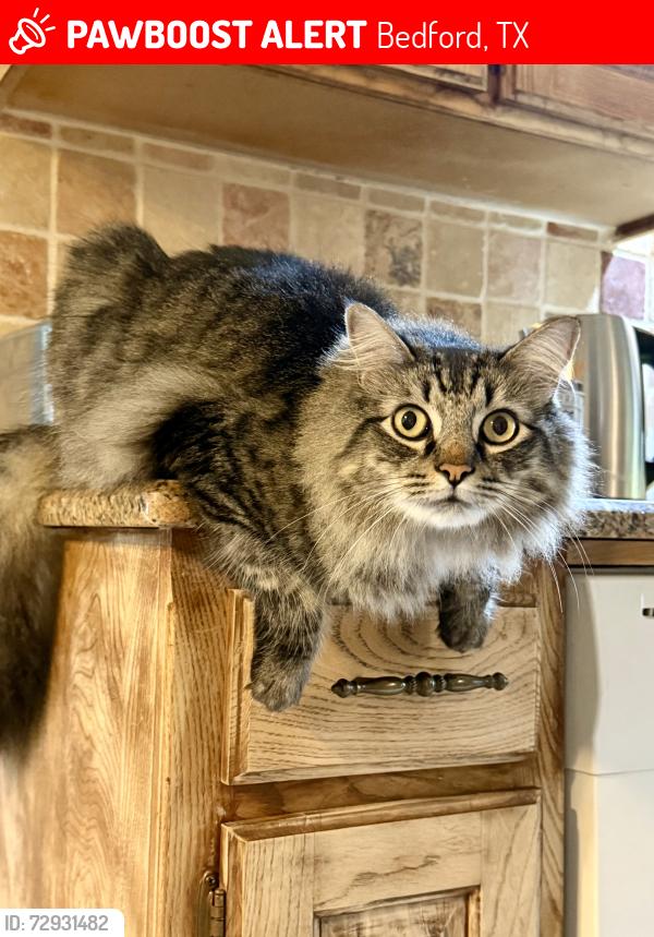 Lost Male Cat last seen Elisha Dr & Northridge, Bedford, TX 76021