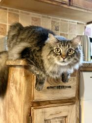 Lost Male Cat last seen Elisha Dr & Northridge, Bedford, TX 76021