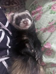 Lost Male Ferret last seen Windmill , Henderson, NV 89074