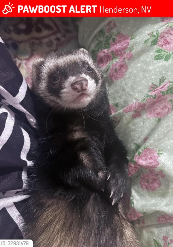 Lost Male Ferret last seen Windmill , Henderson, NV 89074
