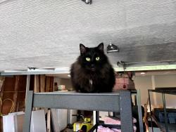 Lost Female Other last seen 51st & 169th, Bothell, WA 98012
