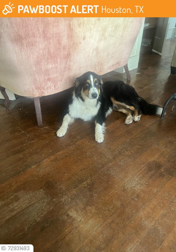 Found/Stray Unknown Dog last seen Near metro rail, Houston, TX 77009