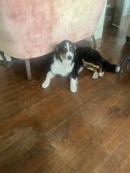 Found/Stray Unknown Dog last seen Near metro rail, Houston, TX 77009