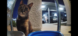 Found/Stray Unknown Cat last seen Craig and Scott Robinson , North Las Vegas, NV 89032