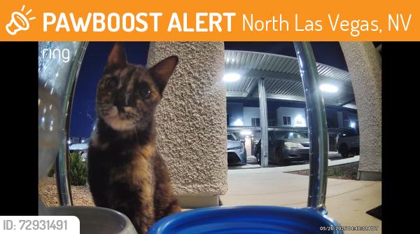 Found/Stray Unknown Cat last seen Craig and Scott Robinson , North Las Vegas, NV 89032