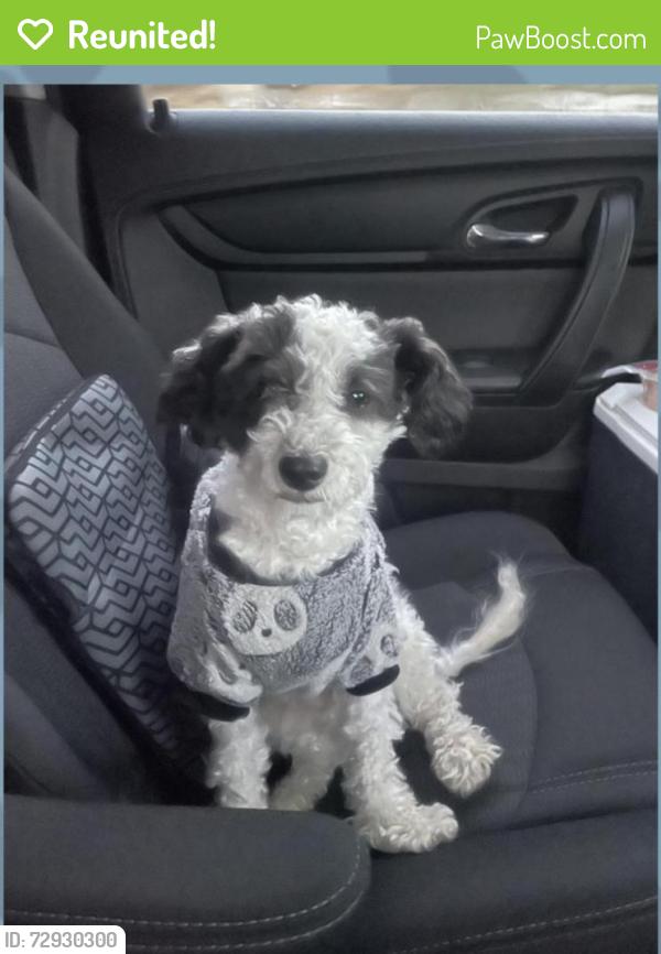 Reunited Male Dog last seen Lincoln and millbrook pl, Escondido, CA 92026