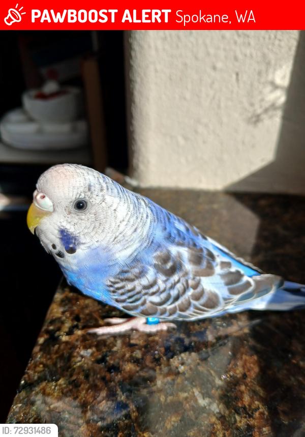 Lost Unknown Bird last seen Spokane 99223, 3405 South Cook St. , Spokane, WA 99223