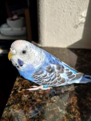 Lost Unknown Bird last seen Spokane 99223, 3405 South Cook St. , Spokane, WA 99223