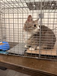 Reunited Female Cat last seen New Windsor Ny, Faye Ave, Garden St, & Blooming Grove Tpke, New Windsor, NY 12553